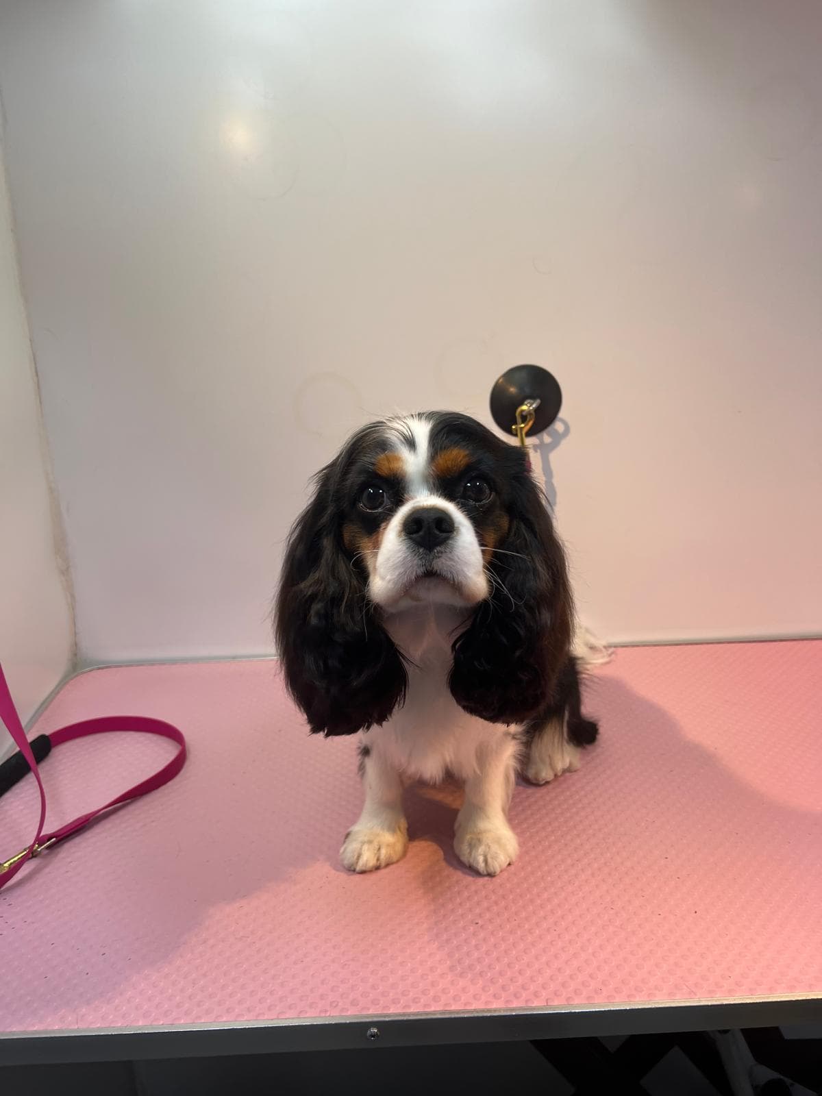 After — Before and after groom of a tri-colour Cavalier King Charles Spaniel