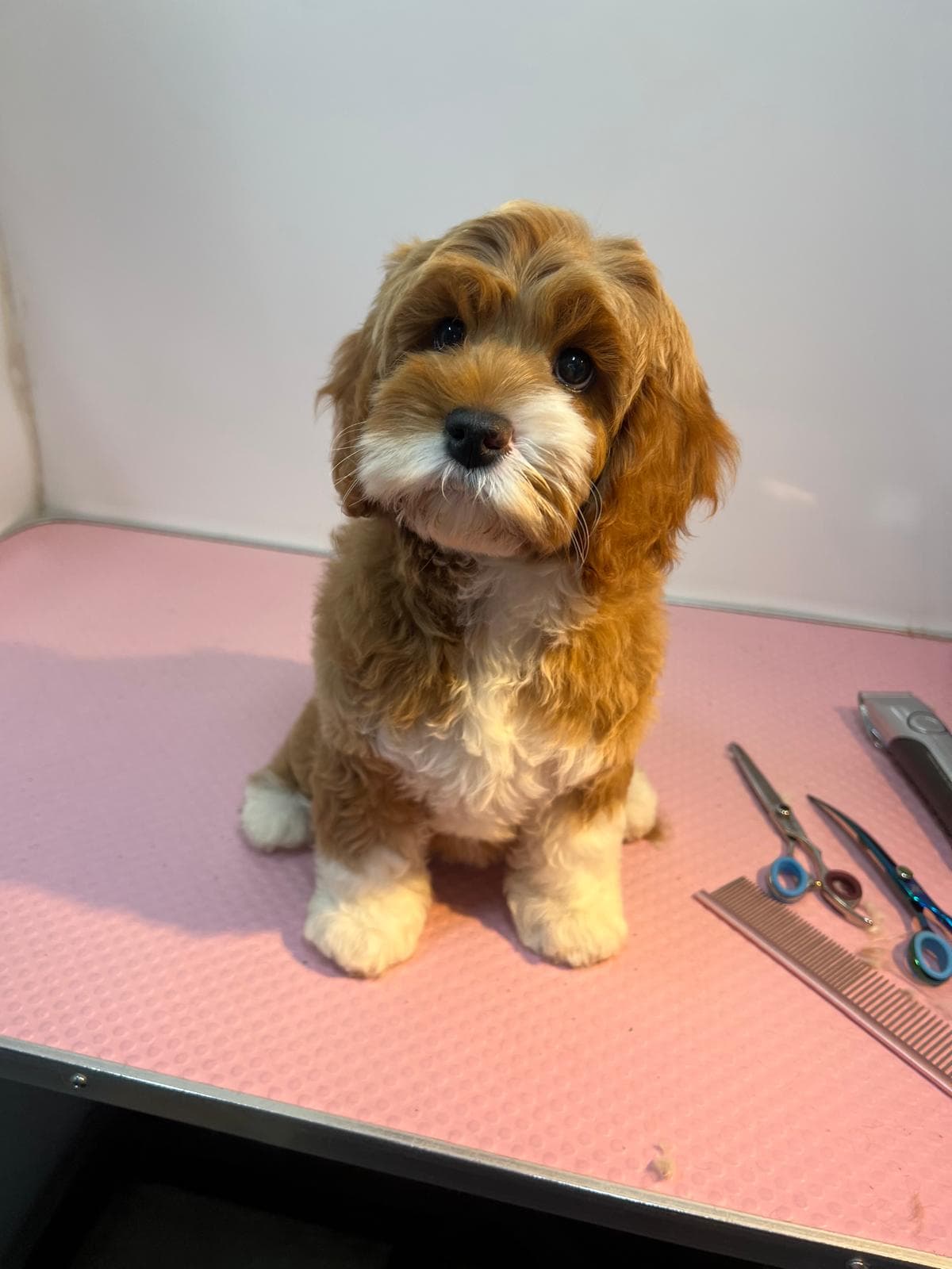After — Before and after groom of a Cavapoo puppy