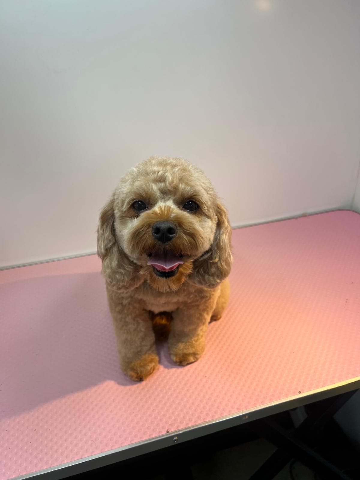 After — Before and after groom of a Cockapoo