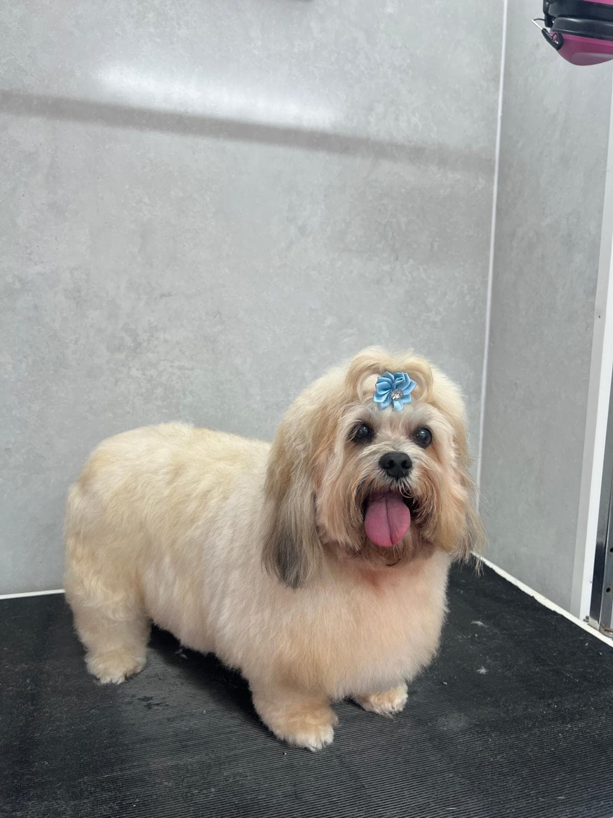 After — Daisy’s big before and after grooming transformation