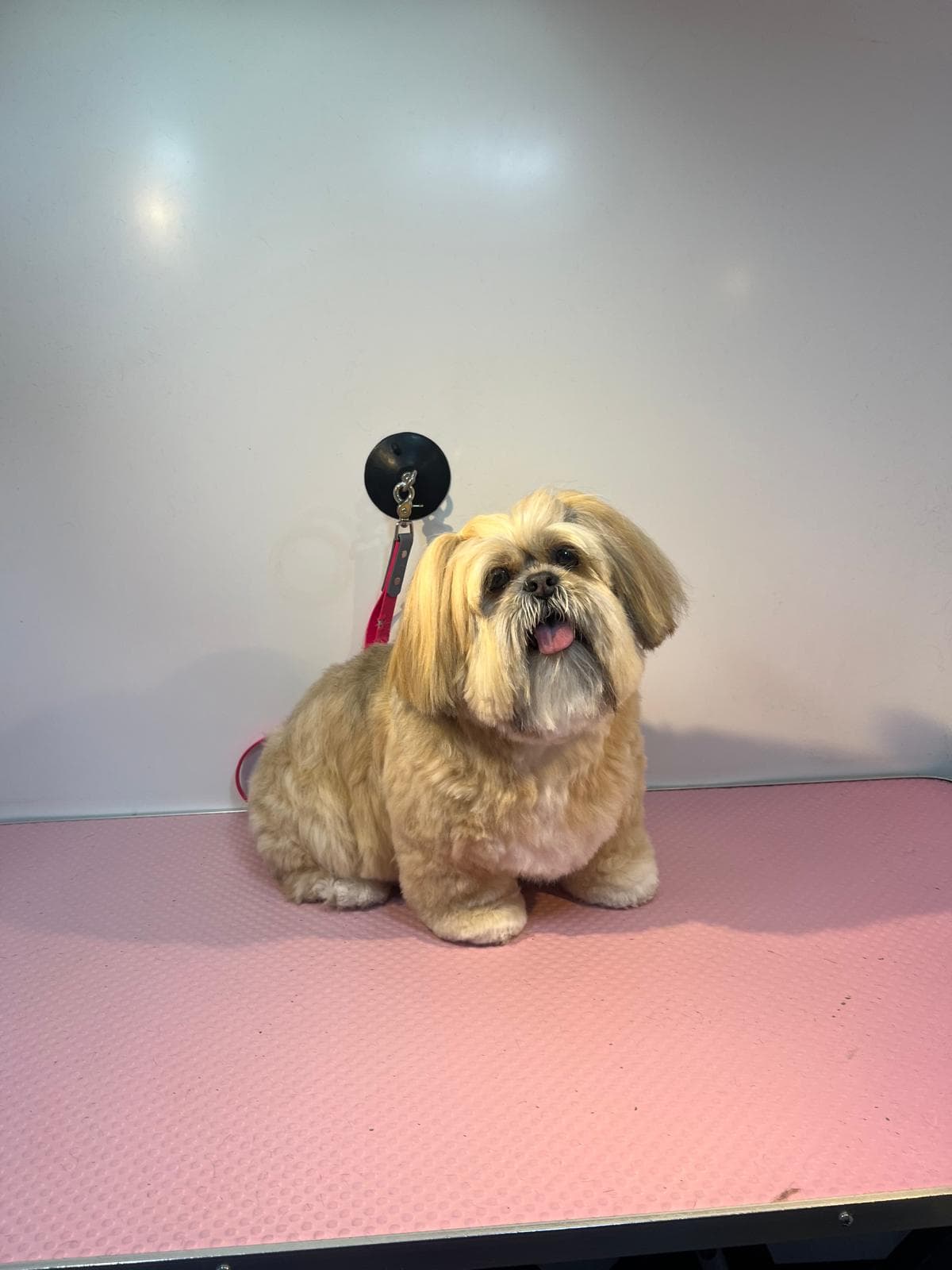 Freshly groomed Shih Tzu at Bark & Bliss