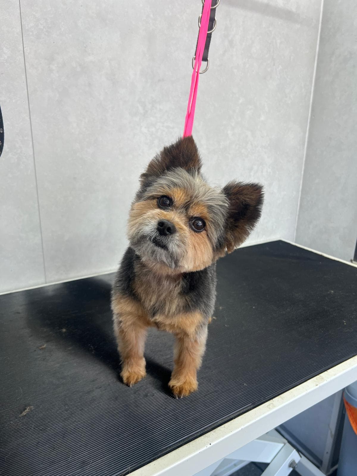 After — Before and after groom of a Yorkshire Terrier