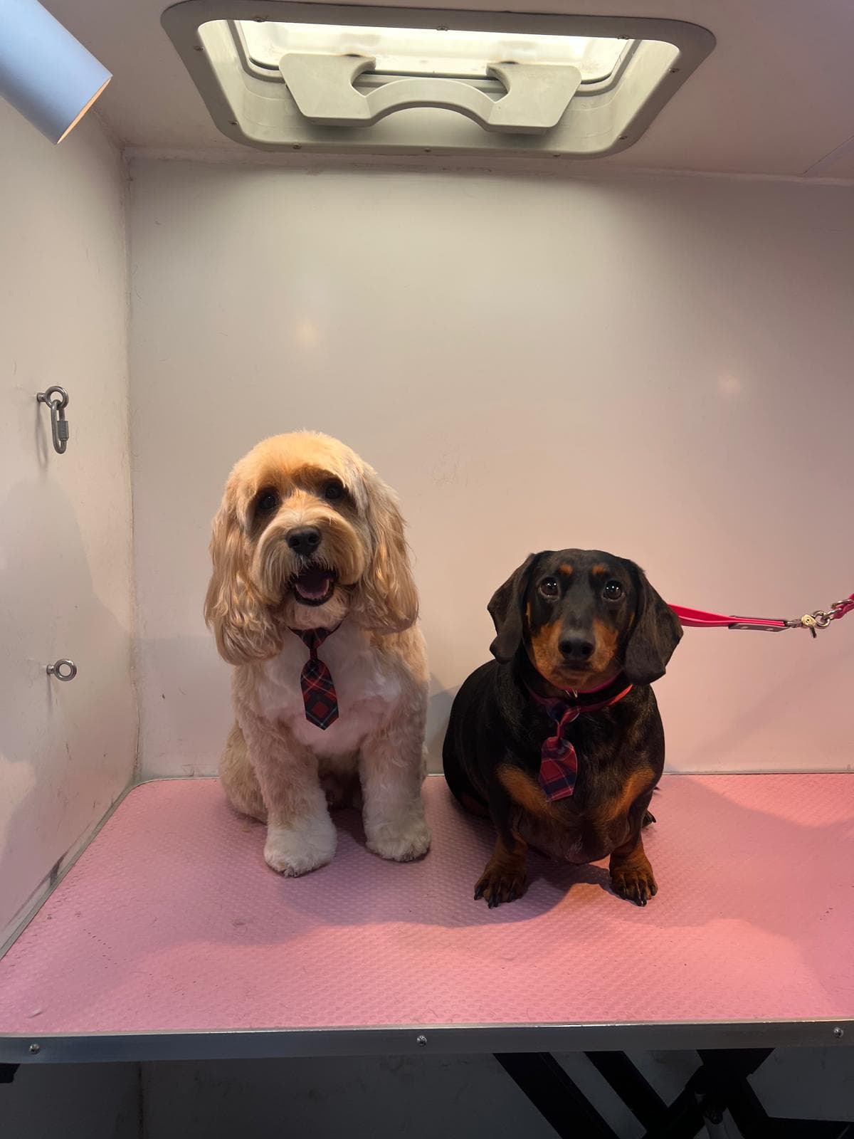The Bark & Bliss fully-equipped mobile dog grooming van