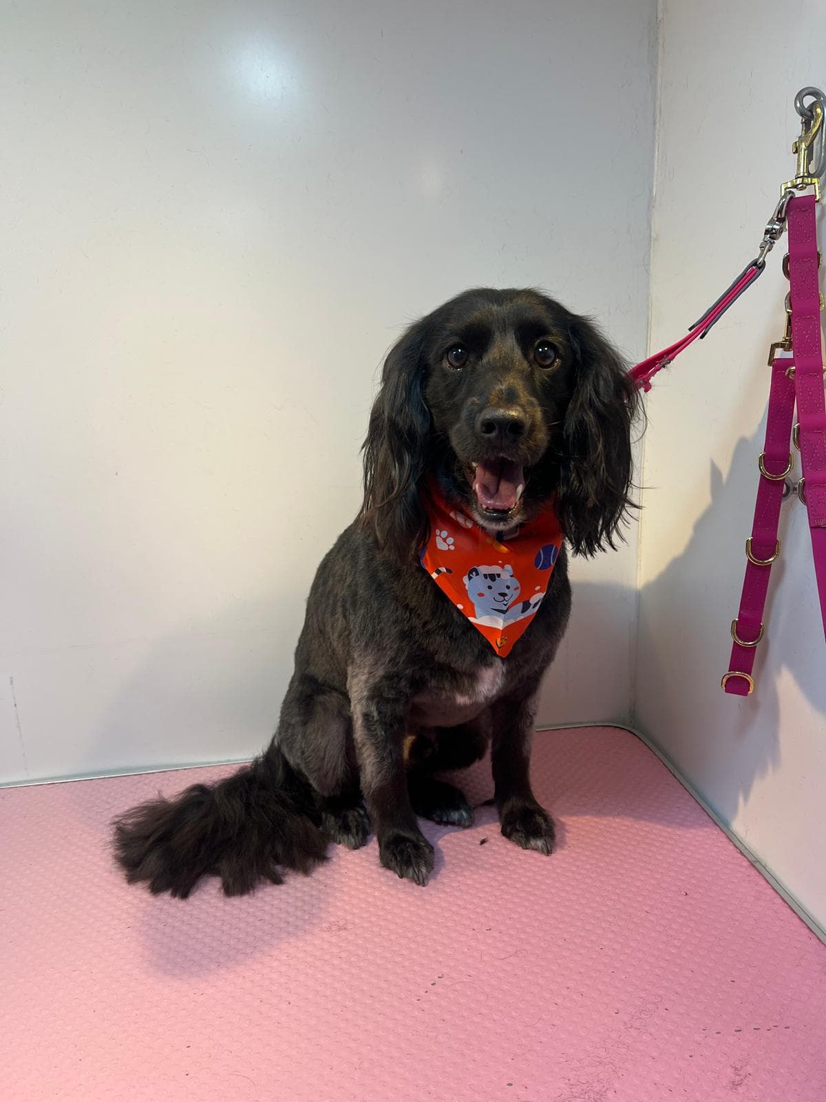 Happy Cocker Spaniel in a bandana after a mobile groom in the Bark & Bliss van