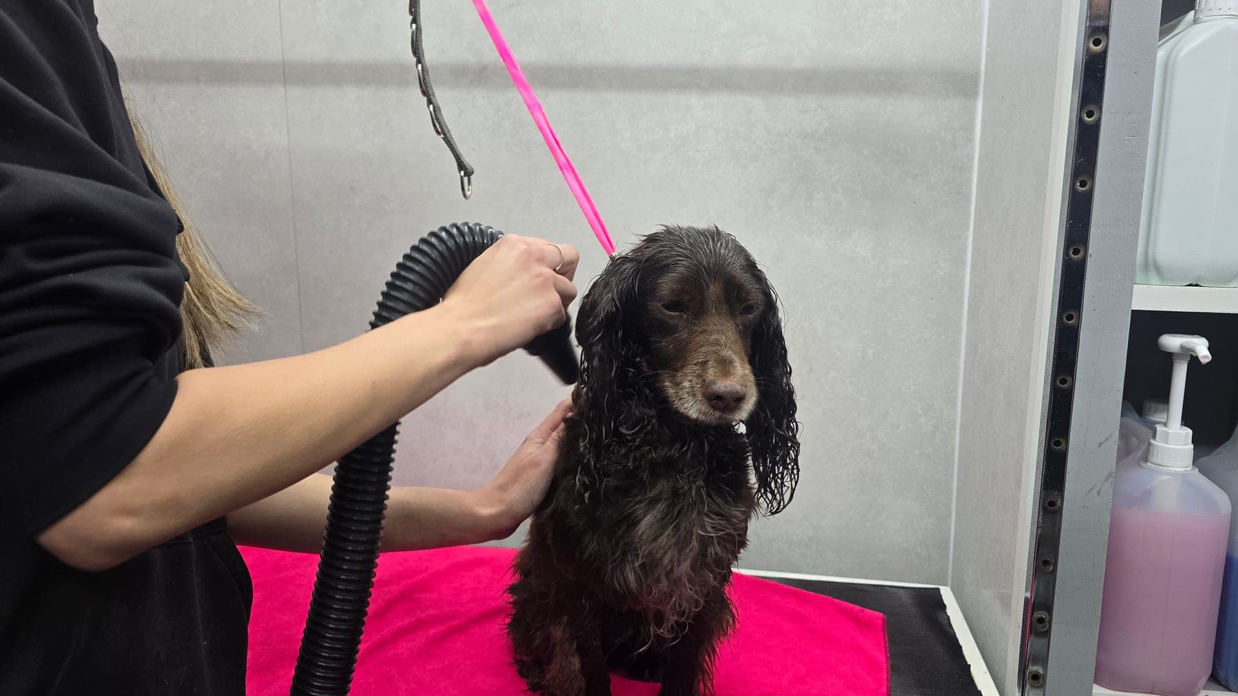 Kelly drying Bailey the Spaniel after a bath in the Rugby salon