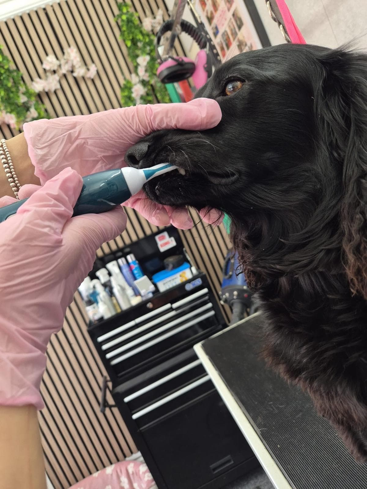 Gentle ultrasonic teeth cleaning at the Rugby salon